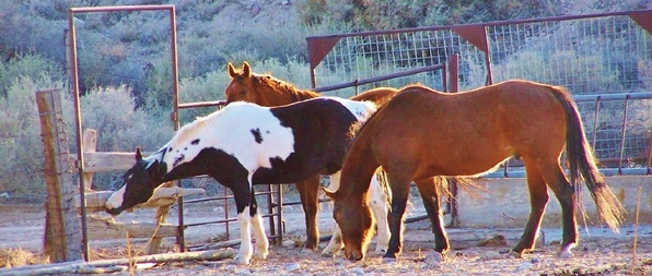 Horses and corral at KW Legacy Ranch.
