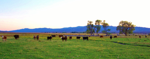 Cattle and mountains.