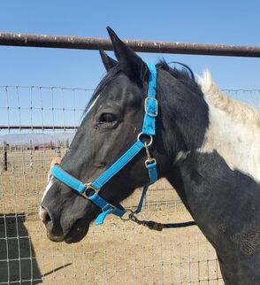 Pony saddled up at ranch.